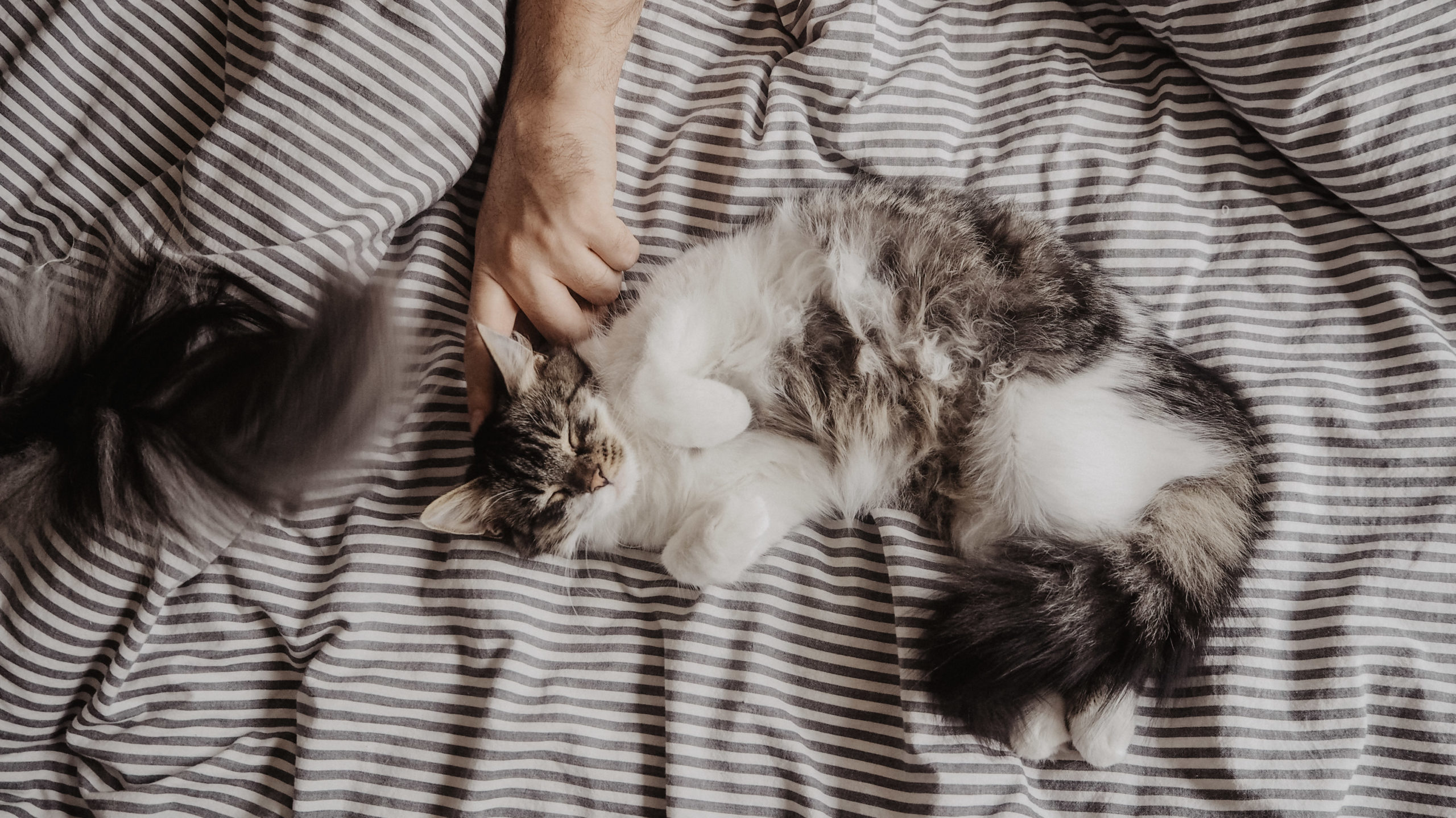 Cat Sitting Prague